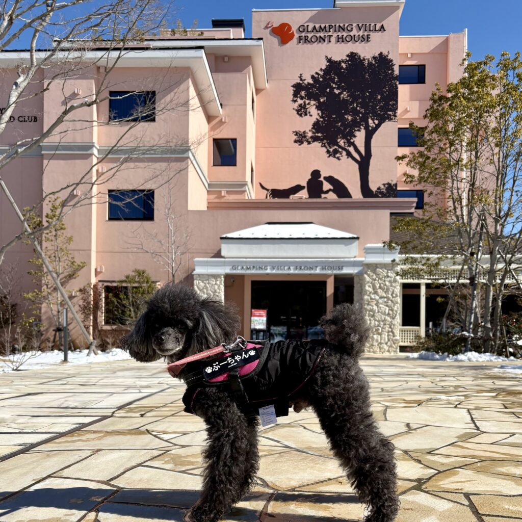 雪に覆われた小谷流の里ドギーズアイランドのドッグラン風景｜冬の雪景色