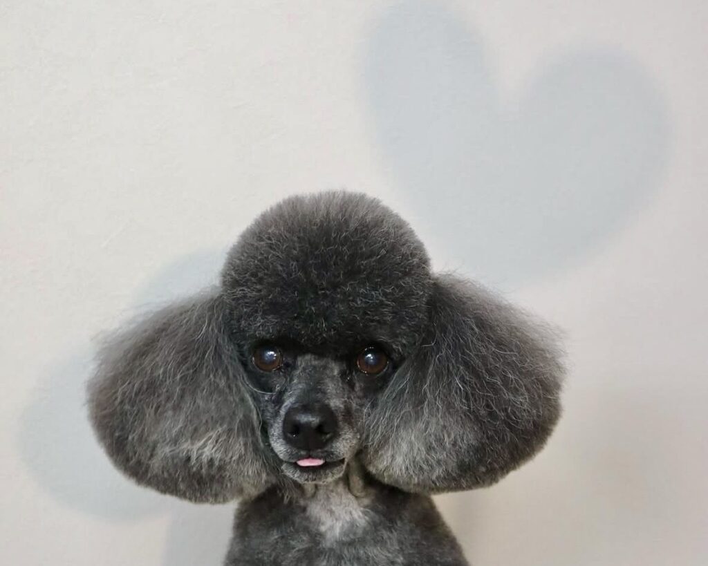 トイプードルのぶーちゃん