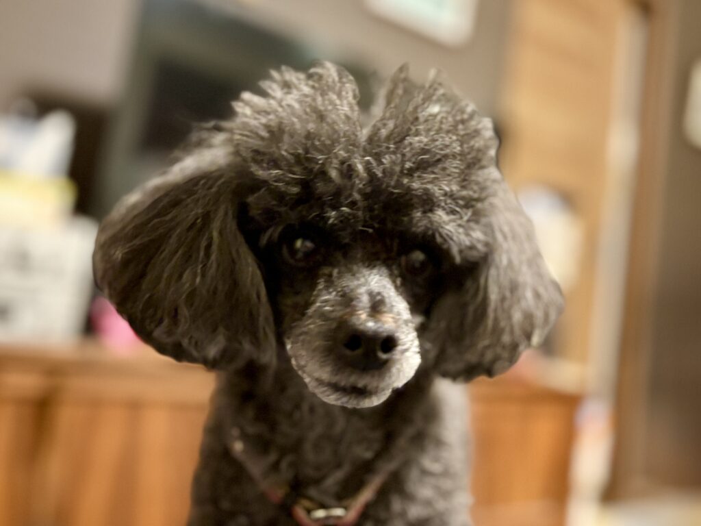トイプードルのぶーちゃん