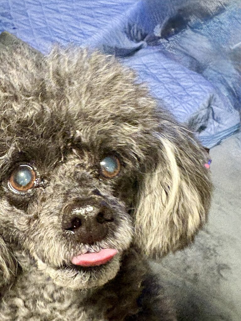 レバーチップスを欲しがるトイプードルのぶーちゃん