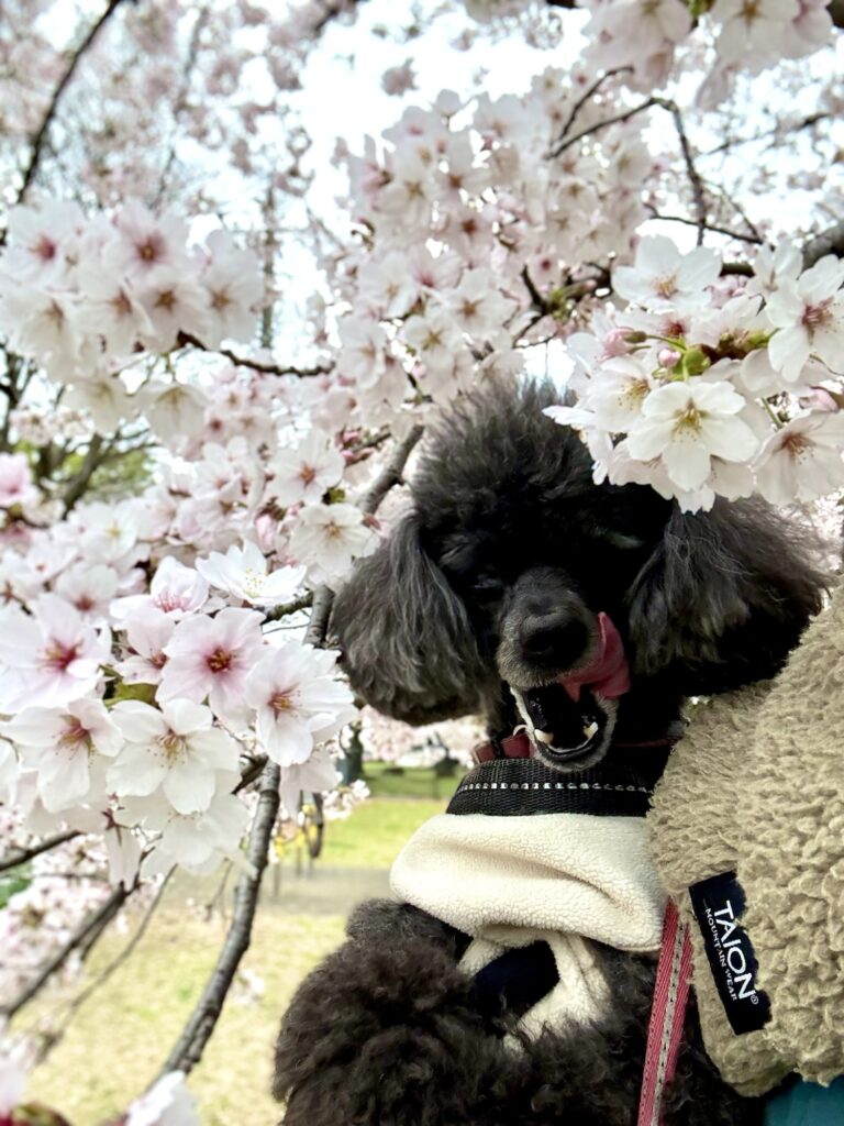桜とトイプードル