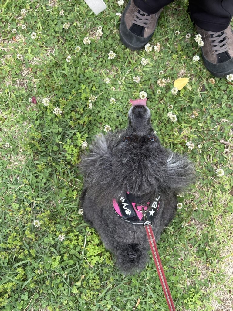 おすわりする犬