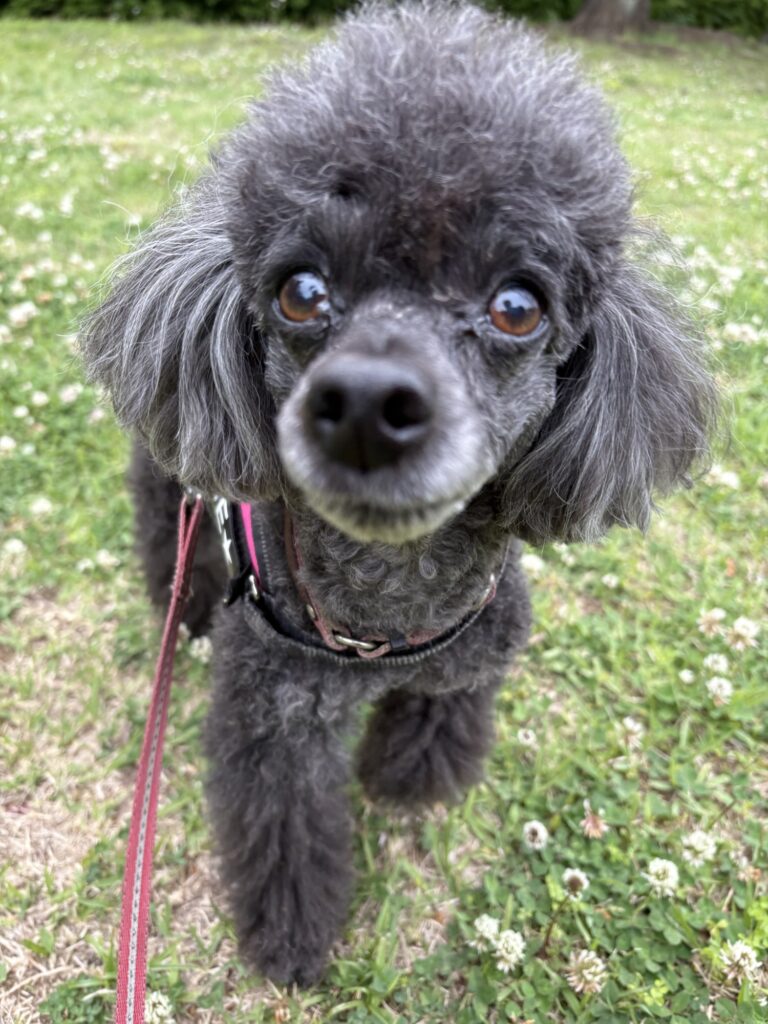 おやつを欲しがる犬