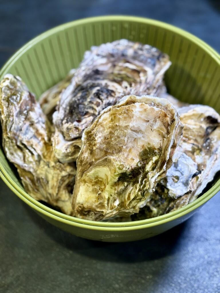 冷水解凍した大ぶりの殻付き牡蠣