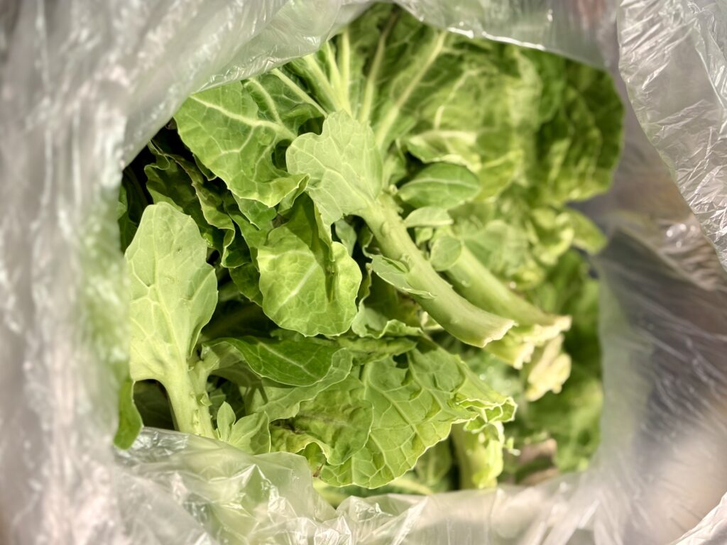 やわらかケールの葉と茎の状態　茎は薄切りにして炒め物やきんぴらに使う