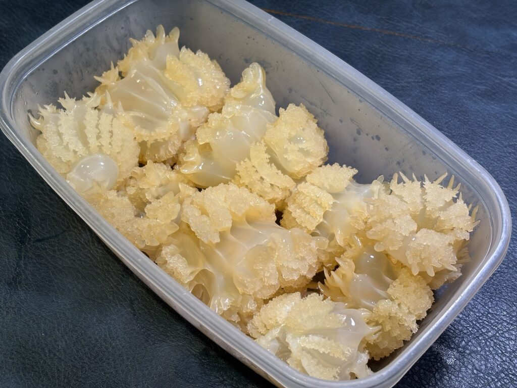 タッパーに入った塩抜き後のキャノンボールクラゲ